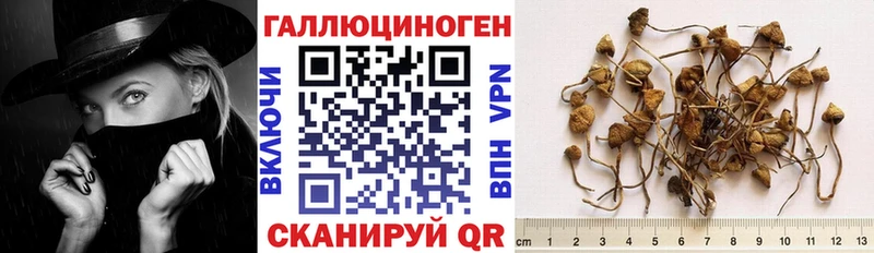 наркошоп  Кингисепп  Галлюциногенные грибы Magic Shrooms 